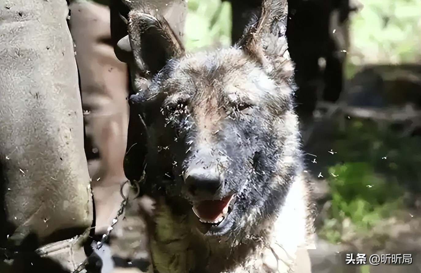 A section of the Chinese border is extremely dangerous. Seven military dogs have been bitten to deat(图13)